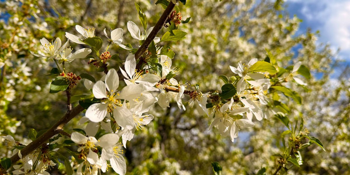 Spring Equinox